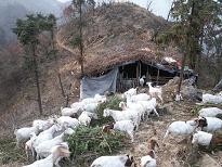 供应波尔山羊杂交羊